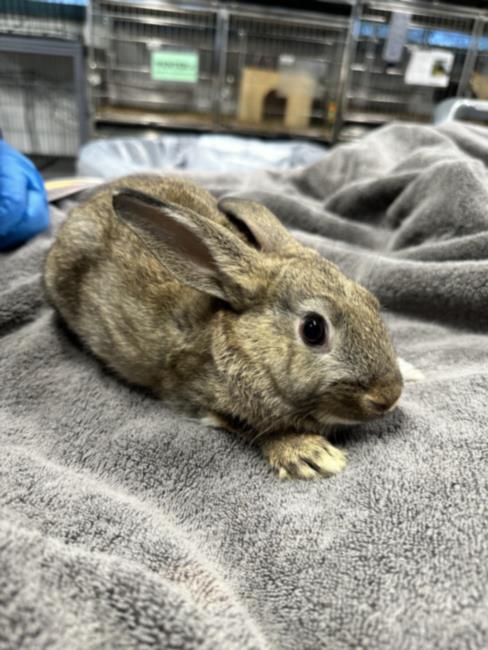 adoptable Rabbit in Chatsworth, CA named SUNSHINE