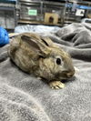 adoptable Rabbit in  named SUNSHINE