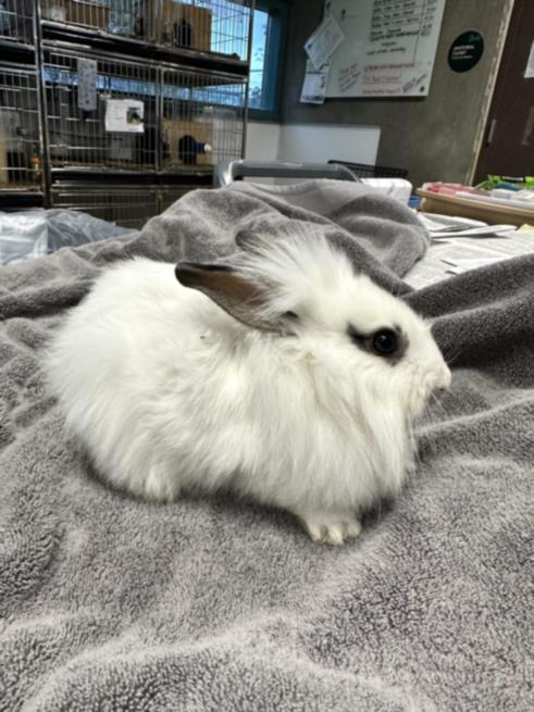 adoptable Rabbit in Chatsworth, CA named SUNSET