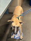 adoptable Dog in Chatsworth, CA named SCOOBY