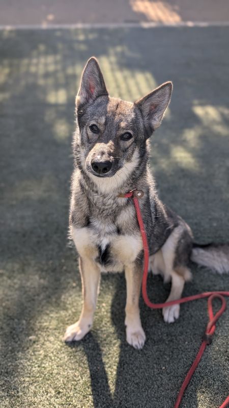 adoptable Dog in Chatsworth, CA named XENA