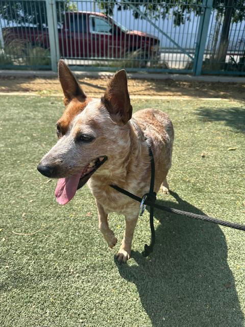 adoptable Dog in Chatsworth, CA named ZOE