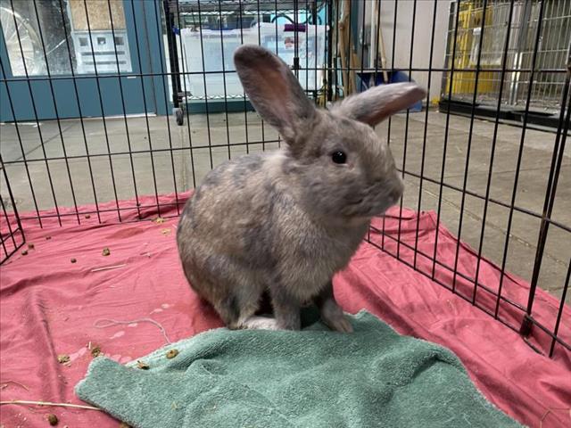 adoptable Rabbit in Chatsworth, CA named GRANDE