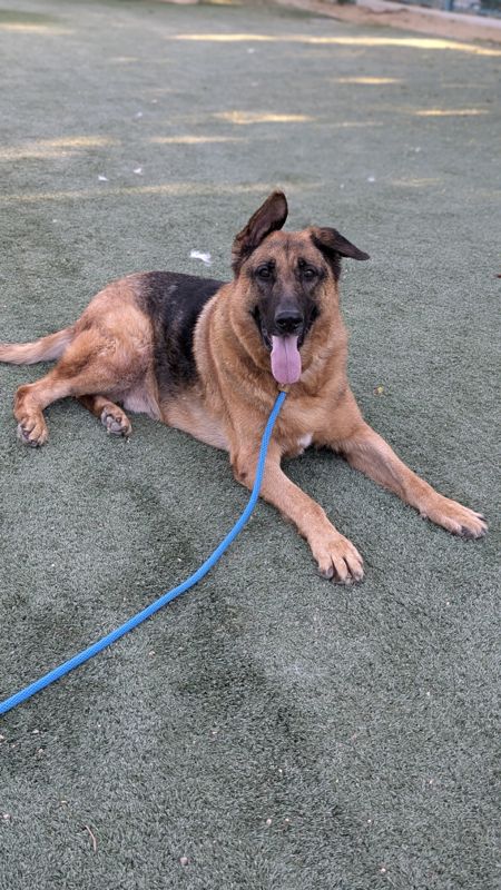 adoptable Dog in Chatsworth, CA named ARES