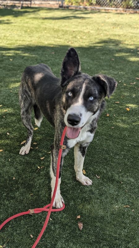 adoptable Dog in Chatsworth, CA named BEN