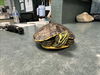 adoptable Turtle in  named BENRY