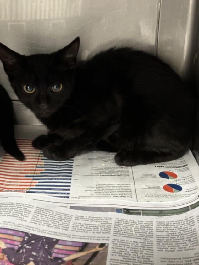 adoptable Cat in Chatsworth, CA named GOOBER