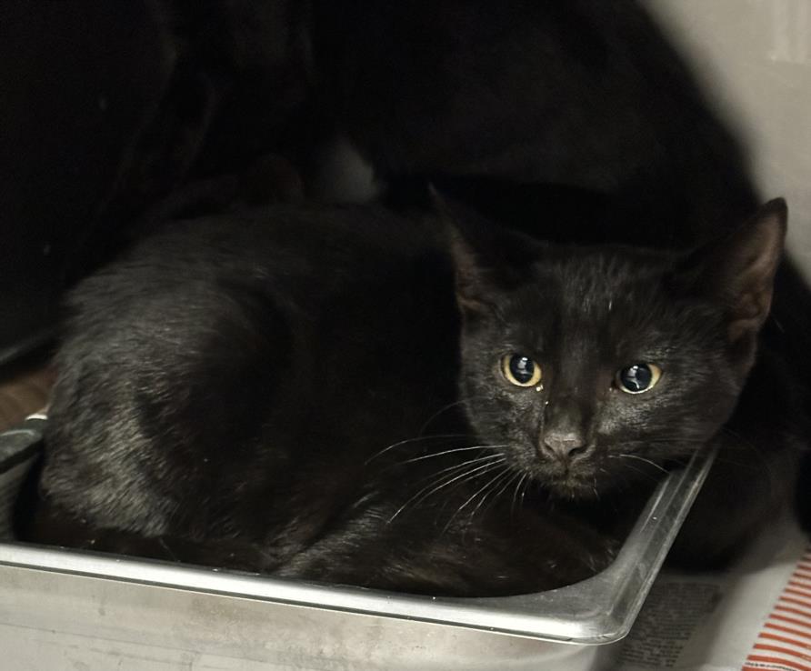 adoptable Cat in Chatsworth, CA named TODD