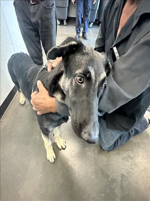 adoptable Dog in Chatsworth, CA named SIERRA