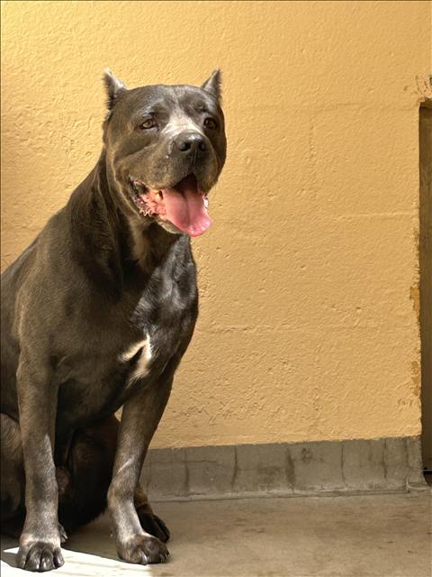 adoptable Dog in Chatsworth, CA named ZEUZ