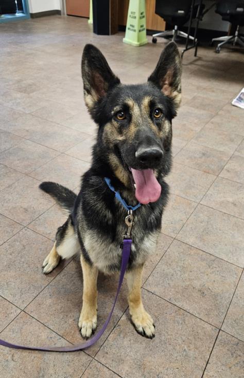 adoptable Dog in Chatsworth, CA named TEX