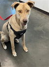 adoptable Dog in Chatsworth, CA named MASON