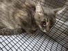 adoptable Cat in Chatsworth, CA named CALLIOPE