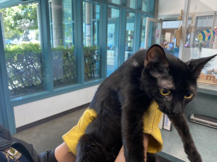 adoptable Cat in Chatsworth, CA named BAGHEERA