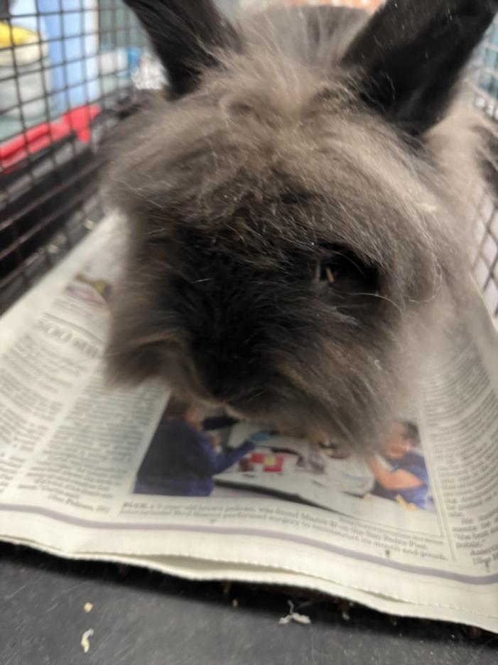 adoptable Rabbit in Chatsworth, CA named LOUIE