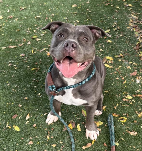 adoptable Dog in Chatsworth, CA named DELILAH