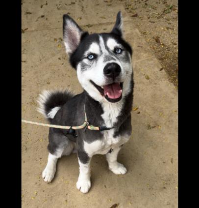 adoptable Dog in Chatsworth, CA named BLUE