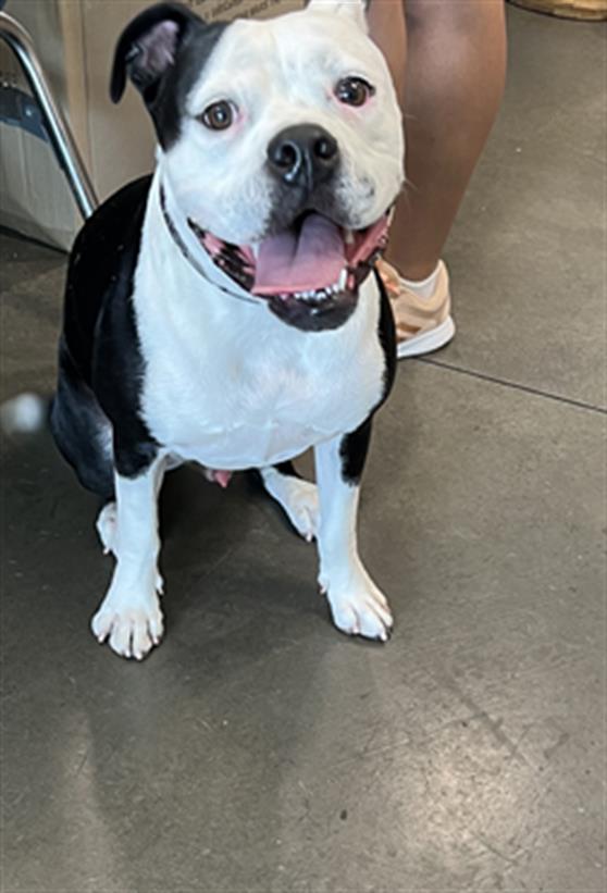 adoptable Dog in Chatsworth, CA named CHECKERS