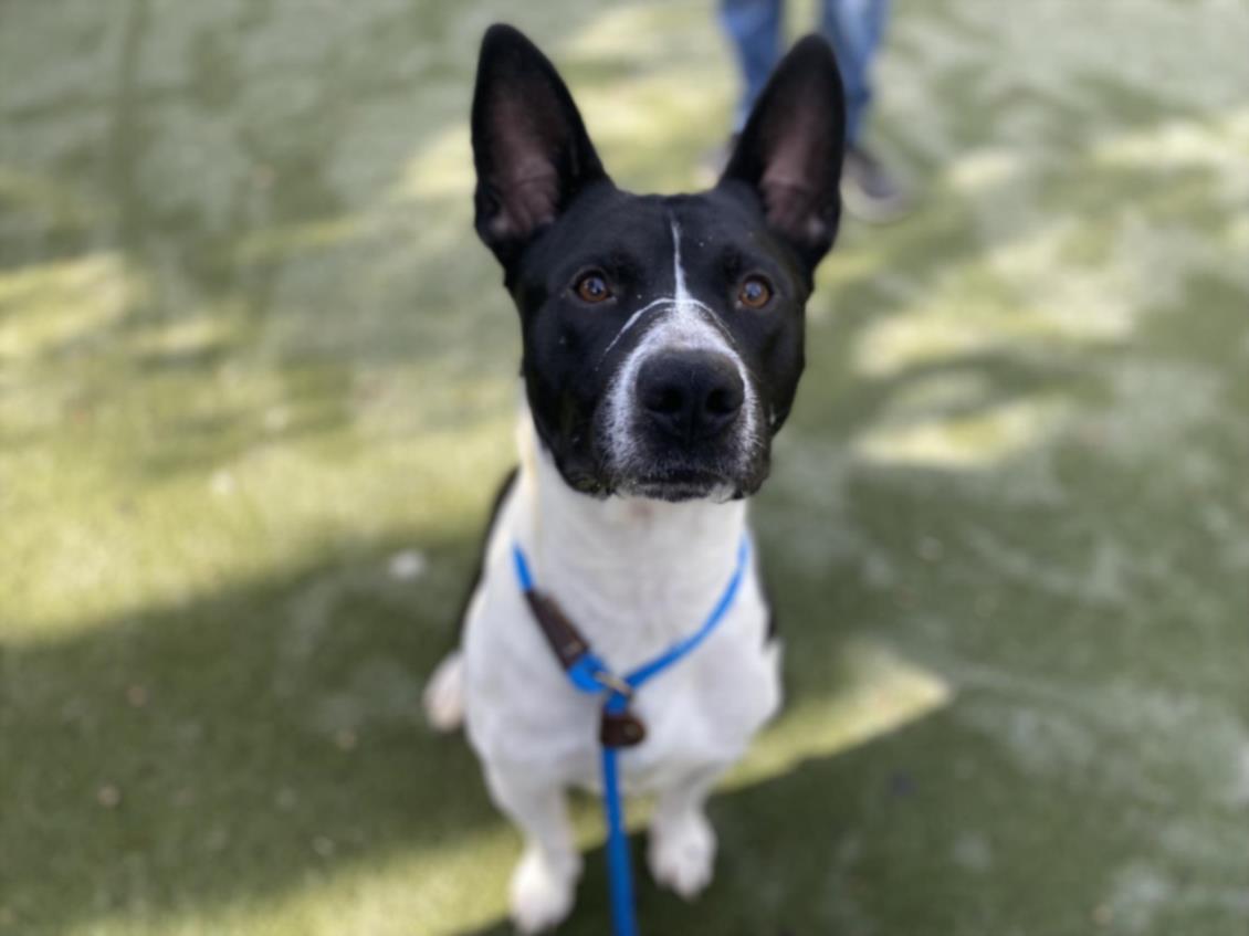 adoptable Dog in Chatsworth, CA named DEVIN