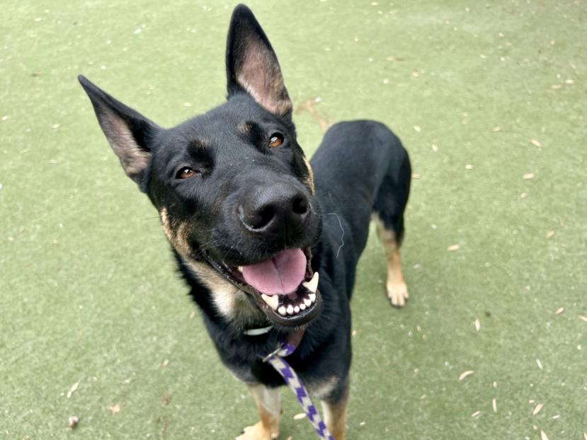 adoptable Dog in Chatsworth, CA named BENNY