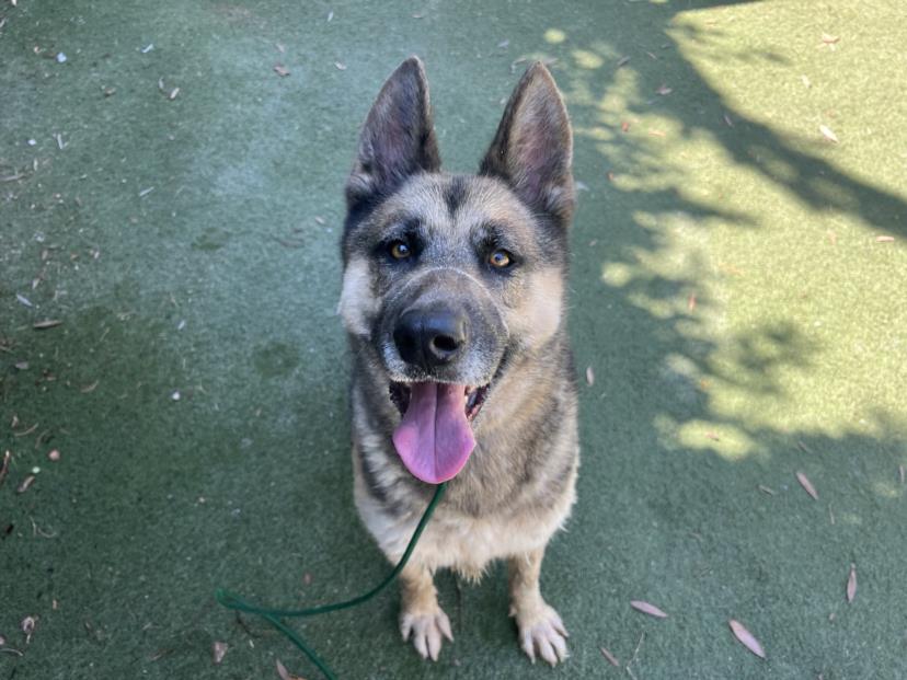 adoptable Dog in Chatsworth, CA named SHANA