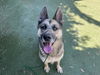 adoptable Dog in , CA named SHANA