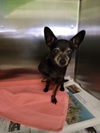 adoptable Dog in , CA named MISSY