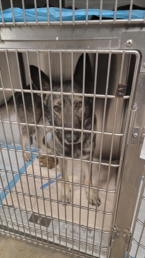 adoptable Dog in Chatsworth, CA named PROWLER