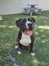 adoptable Dog in Chatsworth, CA named SHERMAN