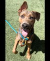 adoptable Dog in Chatsworth, CA named BOGI