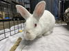 adoptable Rabbit in Chatsworth, CA named RED