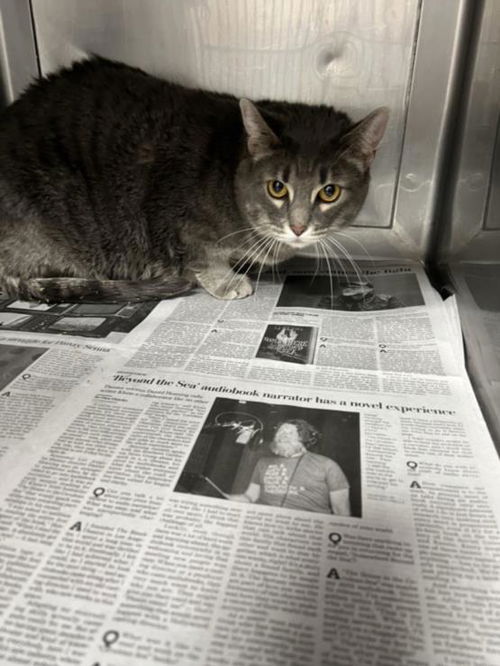 picture of the cat needing adoption