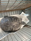 adoptable Turtle in  named POKIE