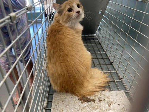 picture of the cat needing adoption