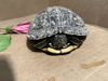 adoptable Turtle in  named TORTUGA