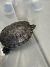 adoptable Turtle in  named MICHELANGELO