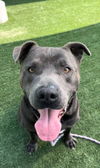 adoptable Dog in Chatsworth, CA named BIMA