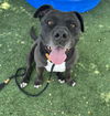 adoptable Dog in  named LADY