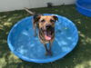 adoptable Dog in Chatsworth, CA named MAX