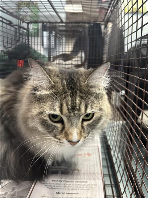 picture of the cat needing adoption