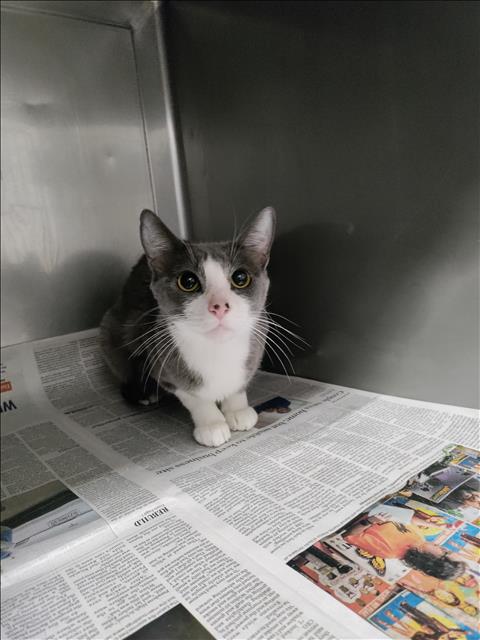 picture of the cat needing adoption