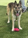 adoptable Dog in Chatsworth, CA named ROXY
