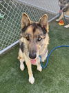 adoptable Dog in Chatsworth, CA named APOLLO