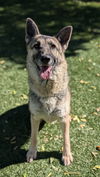 adoptable Dog in Chatsworth, CA named CASHES