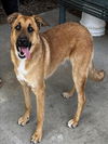 adoptable Dog in Chatsworth, CA named SE7EN