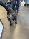adoptable Dog in Chatsworth, CA named SHOYU