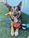 adoptable Dog in Chatsworth, CA named CODY
