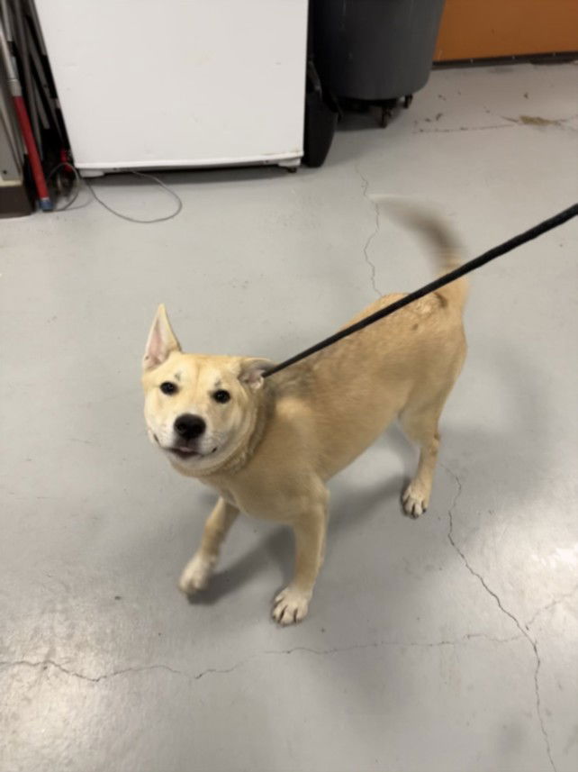 adoptable Dog in Chatsworth, CA named LORETTA