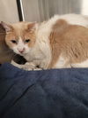 adoptable Cat in Chatsworth, CA named ASPEN