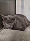adoptable Cat in Chatsworth, CA named MIAMI